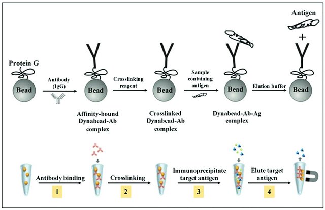 Immunoprecipitation (IP) Protocol